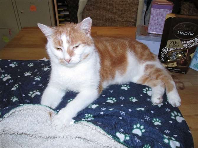 Rodney. Foto: privat