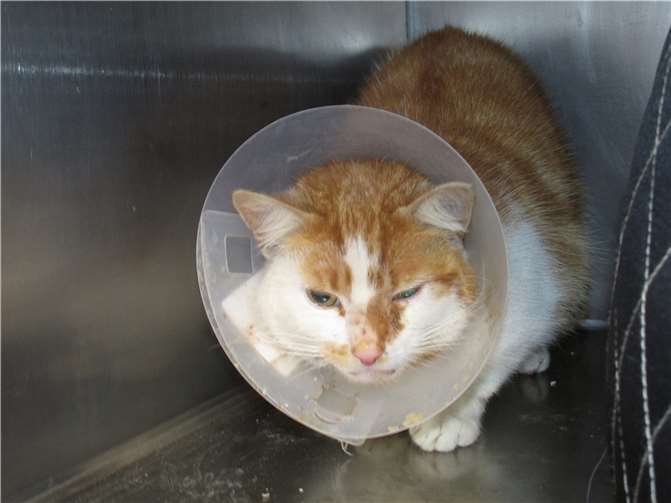 Rodney. Fotos: privat