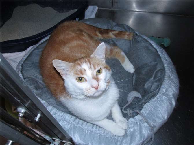 Rodney.  Fotos: privat