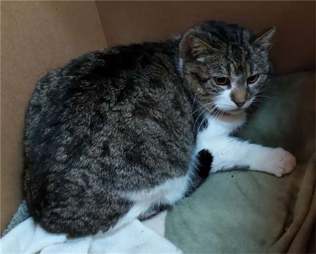 Rolfi sucht ein Heim.  Foto: privat