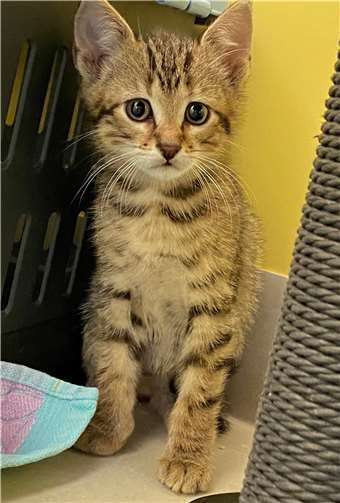 Rollo. Fotos: privat