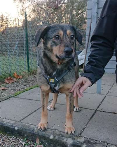 Drei Hunde warten auf ein neues zu Hause Ronja ist aufgeschlossen und lieb.
