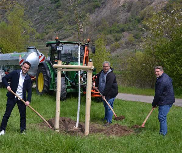 Rosa Blüten für den Moselbogen: Oberbürgermeister David Langner (von links) pflanzte gemeinsam mit Stadtbaummanager Stephan Dally und Andreas Drechsler, Werkleiter des Eigenbetriebs Grünflächen- und Bestattungswesen, vier Weinbergpfirsich-Bäume zu Unterstützung des Regionalprojekts „Faszination Mosel“.Foto: Stadt Koblenz