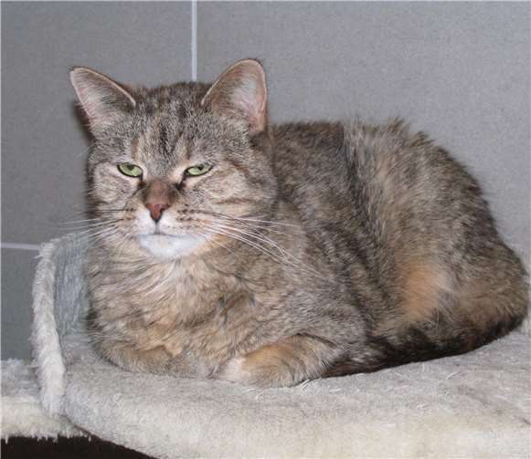 Rosi.Fotos: Katzenhilfe WW