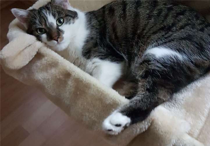 Rosie ist pflegeleicht, lieb und verschmust.privat