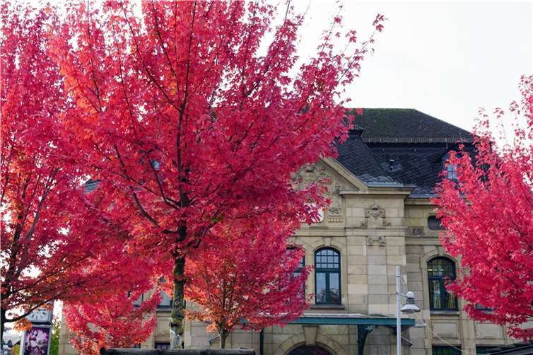 Rotahorn-Bäume mit teils spektakulärer Herbstfärbung wie bei der Sorte Freeman vor dem Hauptbahnhof werden vermehrt im Stadtgebiet gepflanzt, weil sie nicht nur attraktiv aussehen, sondern auch als klimaresistent gelten. Neue Ahornbäume kommen anderem an die Grundschulen in Neuendorf und im Rauental und auf dem Spielplatz im Akazienweg. Foto: Stadt Koblenz/Verena Groß