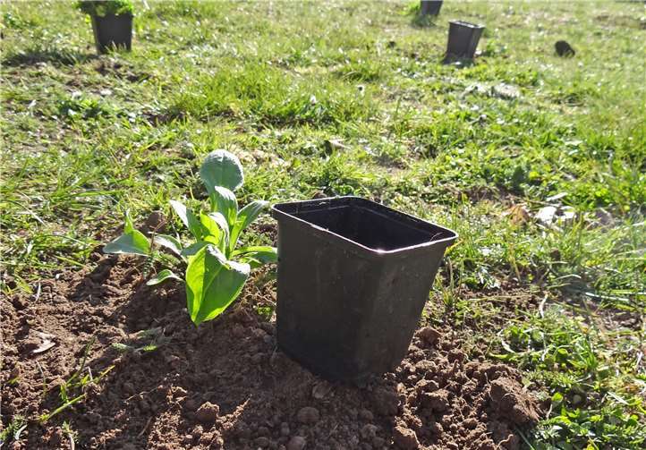 Rote Lichtnelken und andere Wildstauden sorgen für mehr Biodiversität.