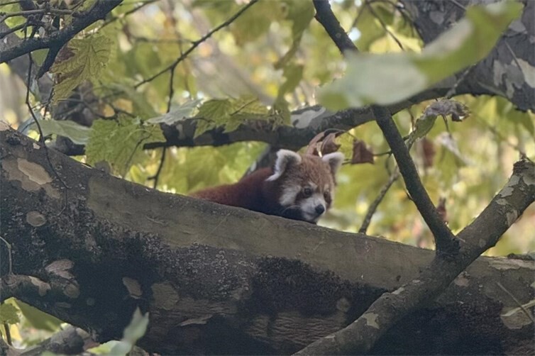 Rote Pandas sind wahre Kletterkünstler – geschickt bewegen sie sich zwischen den Ästen durch die Baumkronen. 