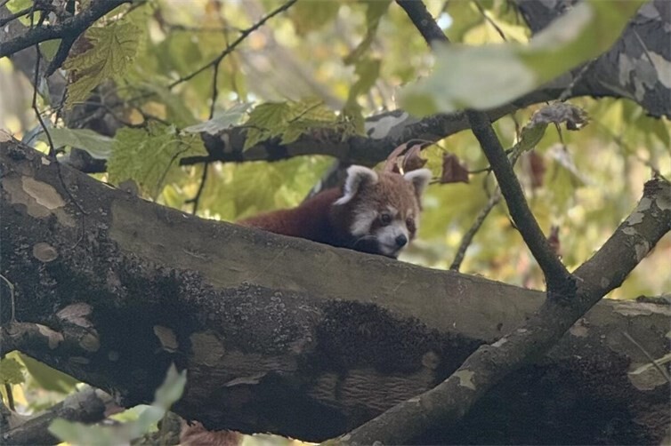 Rote Pandas sind wahre Kletterkünstler – geschickt bewegen sie sich zwischen den Ästen durch die Baumkronen.