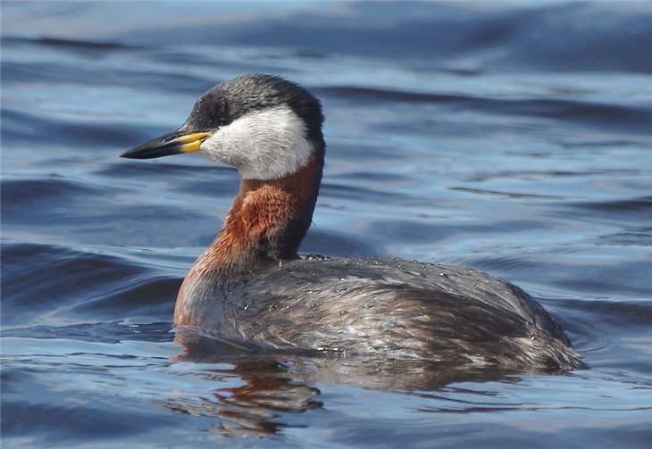 Rothalstaucher.Foto: Volker Heinrich (www.naturgucker.de)