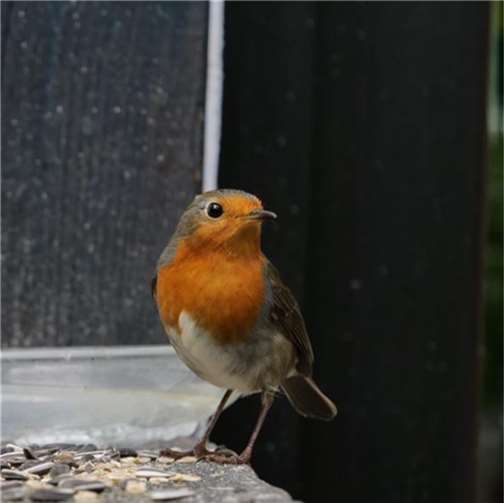 Rotkehlchen an der Futterstelle. Foto: privat