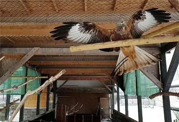 Rotmilan in der Reha-Voliere der Wildvogel-Pflegestation in Kirchwald. Fotos: Wildvogel-Pflegestation Kirchwald