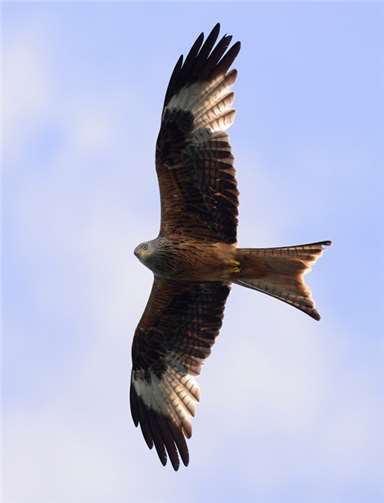 Rotmilane erkennt man leicht an ihrem stark gegabelten Schwanz.