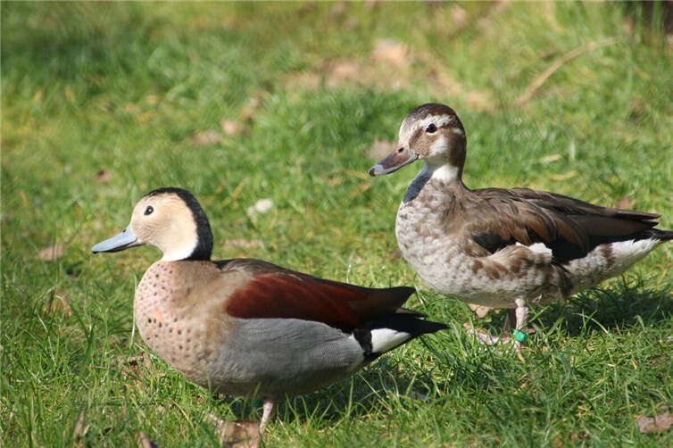 Rotschulterenten sind nicht nur gute Schwimmer, sondern auch geschickte Kletterer.