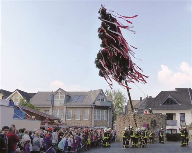 Routiniert stemmten die Rheinbacher Feuerwehrmänner den Maibaum in die Höhe, zahlreiche Zuschauer verfolgten das Spektakel.