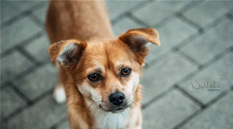 Roxy sucht ein ruhiges Zuhause.