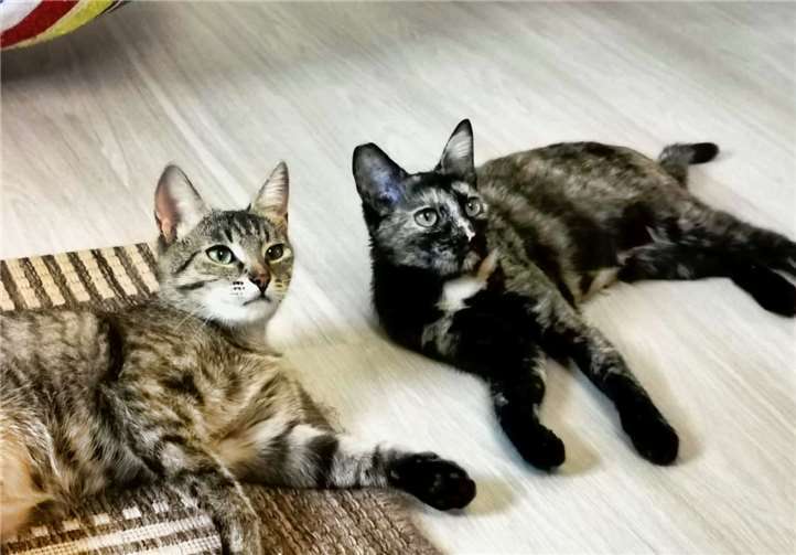 Ruby und Ella sind noch etwas scheu. Foto: privat