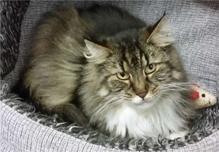 Ruby wird so langsam zutraulich. Tierheim u. Tierschutzverein Kreis Ahrweiler e.V.