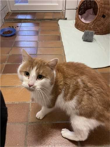 Rudi wurde am Kuckucksberg gefunden.