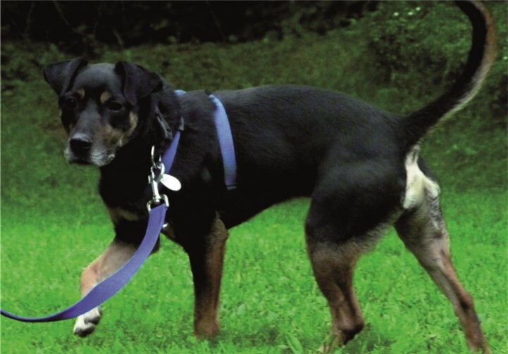 Rüde Duggy ist ein toller sportlicher Partner. privat