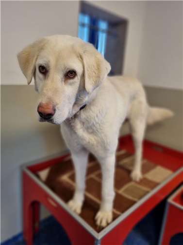 Rüde Emil aus dem Tierheim in Mayen.  Foto: Sybill Limbach