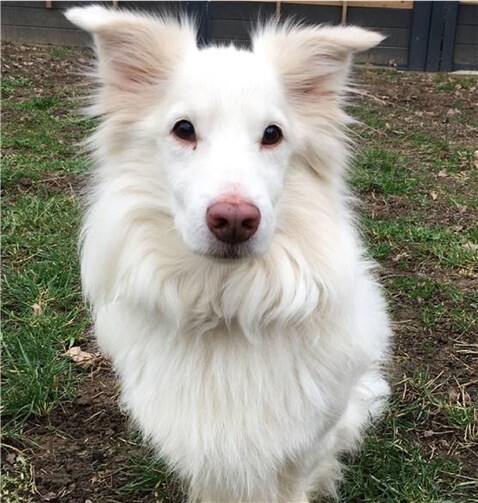 Rüde Lucky.Foto: Anja Hedden