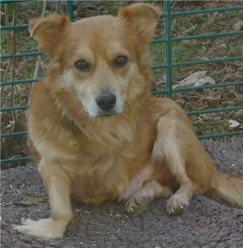 Rüde Manni braucht eine Orthese. Foto: privat