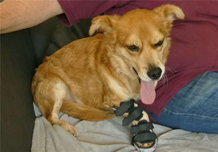 Rüde Manni ist hoffentlich bald wieder etwas mobiler. Foto: Tier-, Natur- und Artenschutz Siebengebirge e. V.