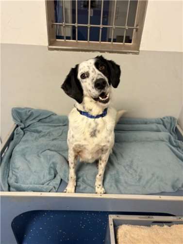 Rüde Pintas aus dem Tierheim in Mayen.  Foto: Kristina Wagner