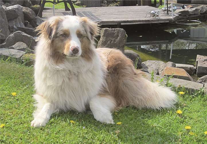 Rüde Red Cloud wurde endlich eingefangen.privat