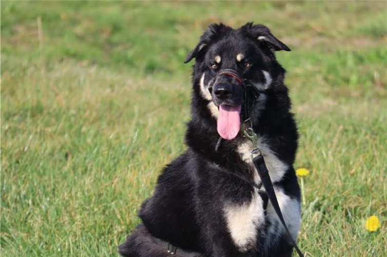 Seven das Riesenbaby sucht ein neues Heim Rüde Seven. Foto: Tierheim u. Tierschutzverein Kreis Ahrweiler e.V.