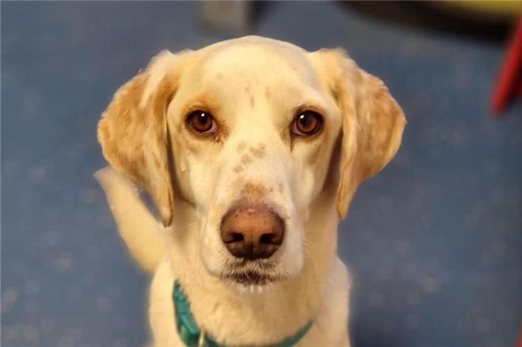 Rüde Snoopy aus dem Tierheim in Mayen.  Foto: Sybill Limbach