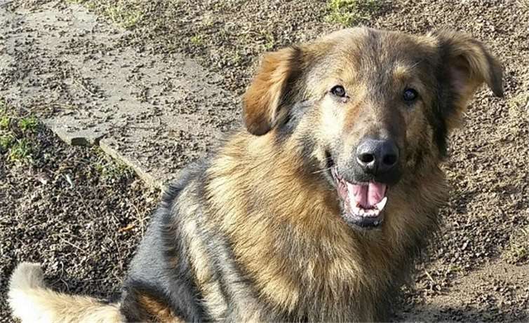 Rüde Wolle sucht ein neues Zuhause. Copyright: Tierheim u. Tierschutzverein Kreis Ahrweiler e.V.