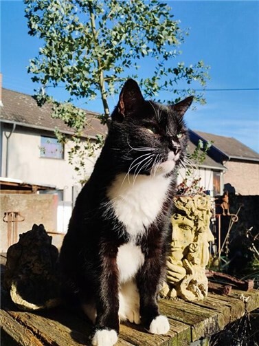 Rumo wird schmerzlich vermisst. Foto: privat