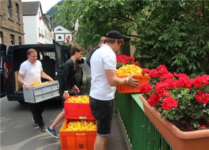 Rund 1.200 Enten werden von der Brücke im Ortskern aus den Kisten in den Brohlbach geschüttet. Das Entenrennen läuft.