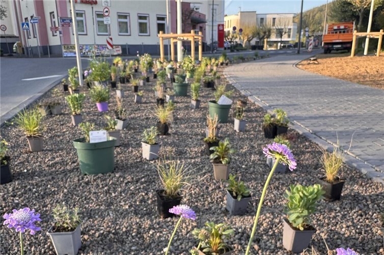 Rund 400 Stauden und Gräser bereichern seit Kurzem das Stadtbild am Kreisel an der evangelischen Kirche in Oberlahnstein.