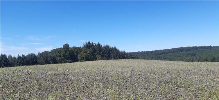 Rund um die Ortsgemeinde Anhausen blüht es.Fotos: Privat