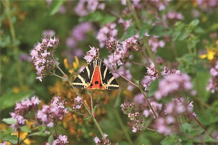 Russischer Bär. Michael Schroeren