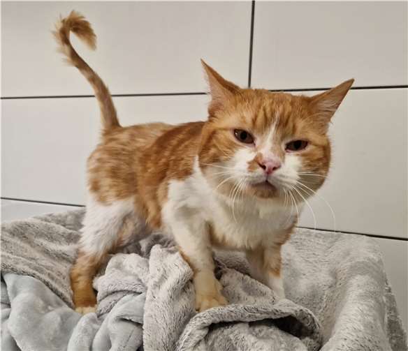 Rusty sucht ein Zuhause. Foto: privat
