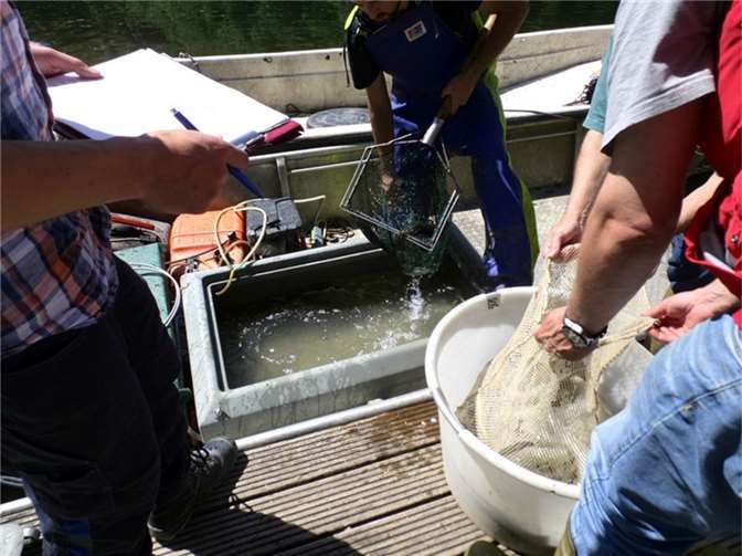 SGD Nord: Fischbestände an der Ahr und den Eifelflüssen erholen sich SGD Nord: Fischbestände an der Ahr und den Eifelflüssen erholen sich. Foto: SGD Nord