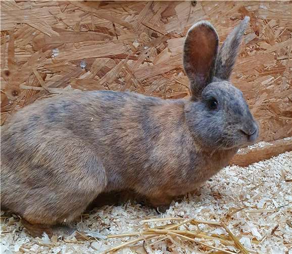 Sabrina.Foto: Tierheim u. Tierschutzverein Kreis Ahrweiler e.V.