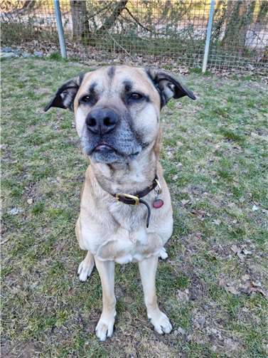 „Sämi“ aus dem Tierheim in Mayen.  Foto: Sybill Limbach