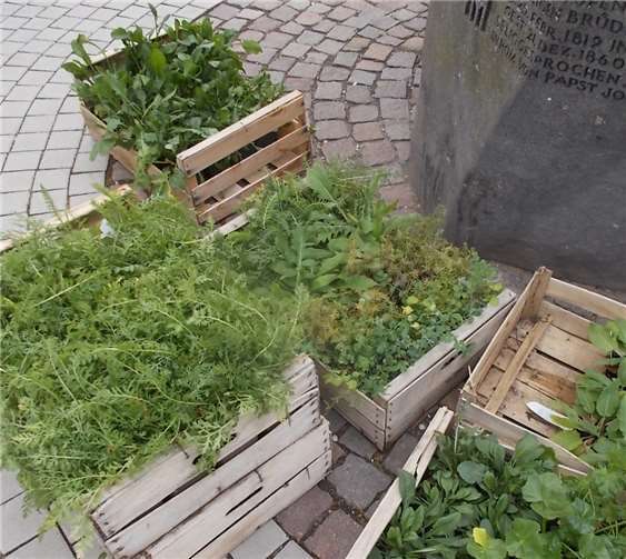 Salbei, Schafgarbe, Flockenblume und viele andere Blütenstauden sollen im nächsten Jahr die Rasenflächen aufblühen lassen.