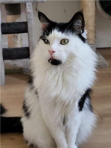 Salem. Fotos: privat