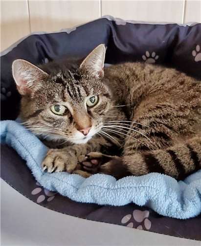 Sally ist kastriert, gechipt und entwurmt.Foto: privat