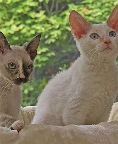 Sally und Stan suchen ein neues Zuhause.  Privat