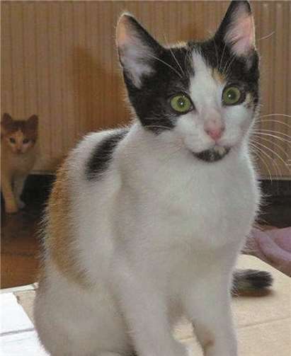 Sally und ihre sieben Geschwister suchen nun ein neues zu Hause. Privat