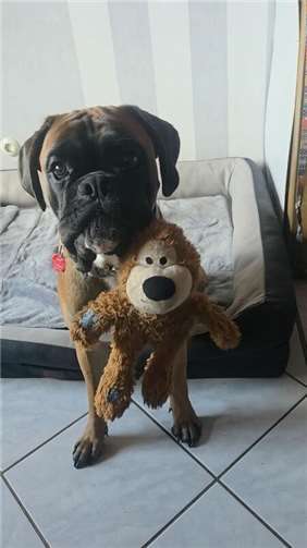 Sam (Vettelschoß), 15 Monate. Seine Familie beschreibt ihn als chaotisch, aber a...