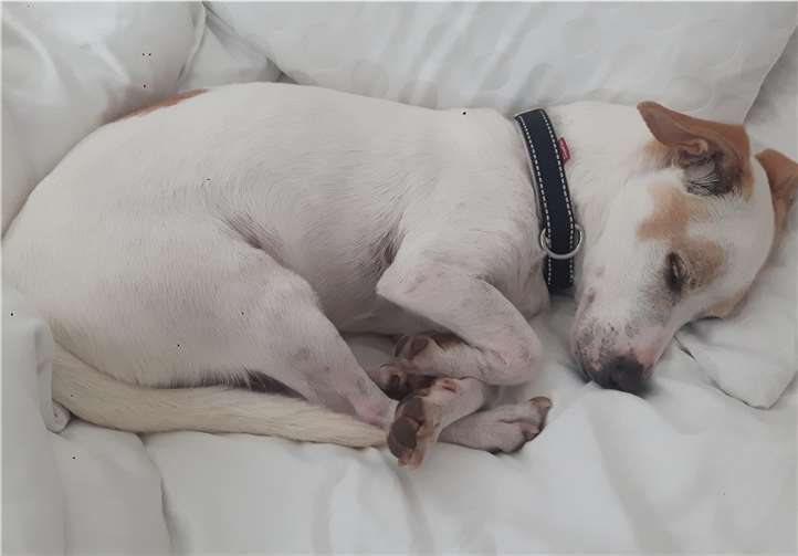 Sam ist echt traurig, dass sich bisher niemand auf seine Annoncen gemeldet hat.Quelle: Tierheim und Tierschutzverein Kreis Ahrweiler e.V.