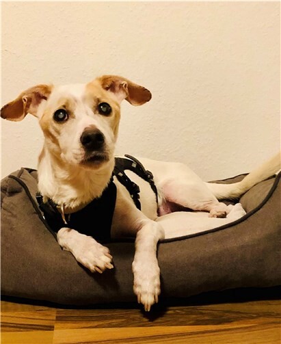 SamFoto: Tierheim undTierschutzverein Kreis Ahrweiler eV